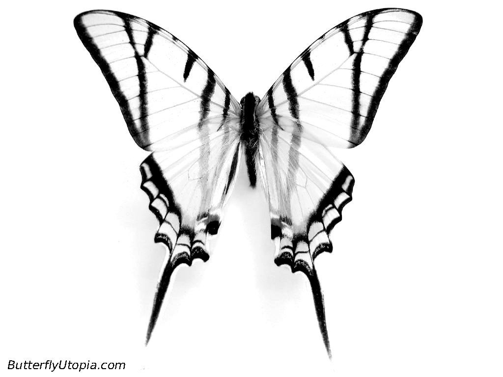 Butterfly Coloring Pages, Butterfly Crafts, Page, Drawings 1024x768 Butterfly Coloring Pages, Butterfly Crafts, Page, Drawings