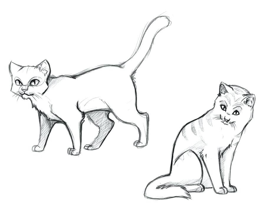 909x761 Realistic Cat Coloring Pages And Cat Color Pages Printable Cat 6