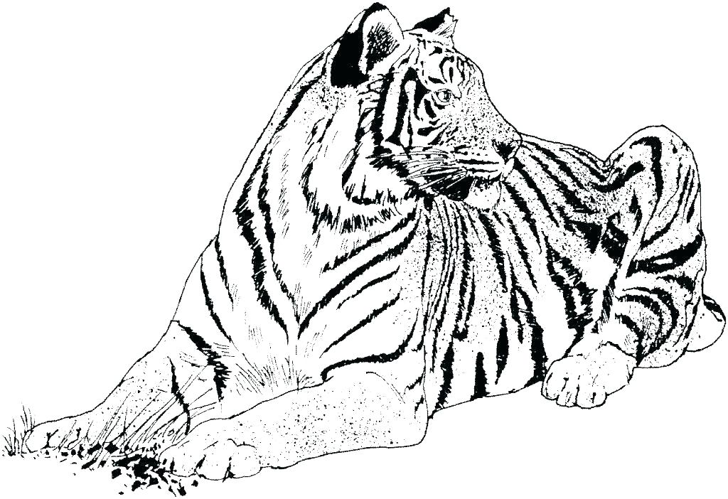 1024x702 Big Cat Coloring Pages Cat Coloring Page Awesome Cats Coloring Es