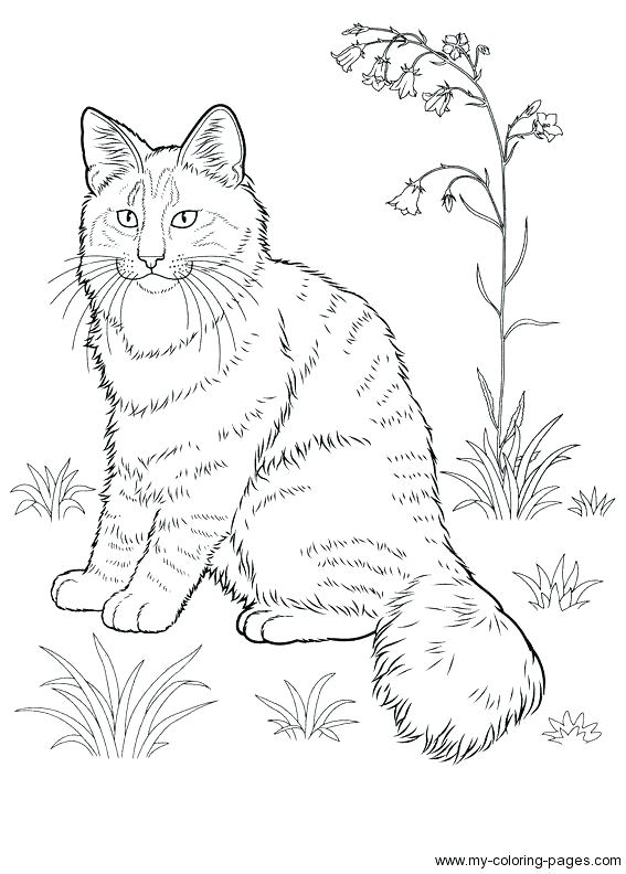 567x792 Dog And Cat Coloring Pages Printable Cat Coloring Page Realistic