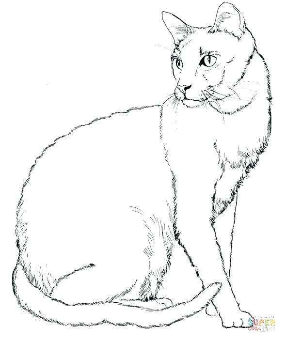 590x706 Realistic Cat Coloring Pages And Cat Color Pages Printable Cat 6