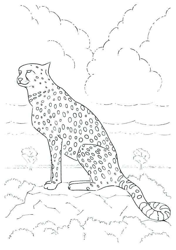 Realistic Cheetah Coloring Pages at GetColorings.com | Free printable ...