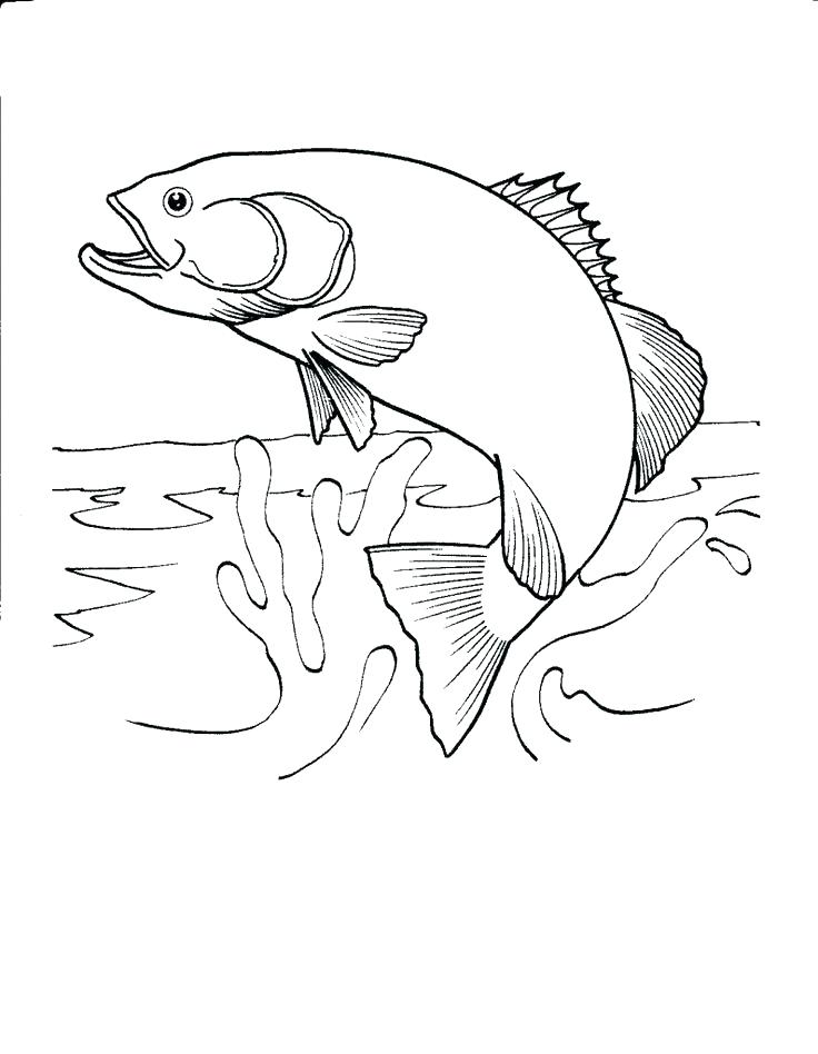 736x948 Realistic Fish Coloring Pages Realistic Coloring Pages
