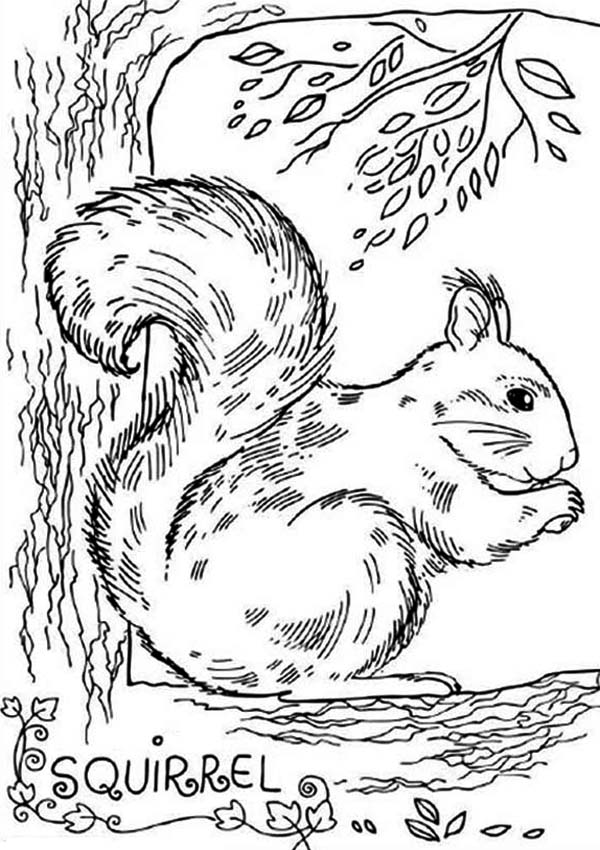 600x850 Realistic Picture Of Squirrel Coloring Page