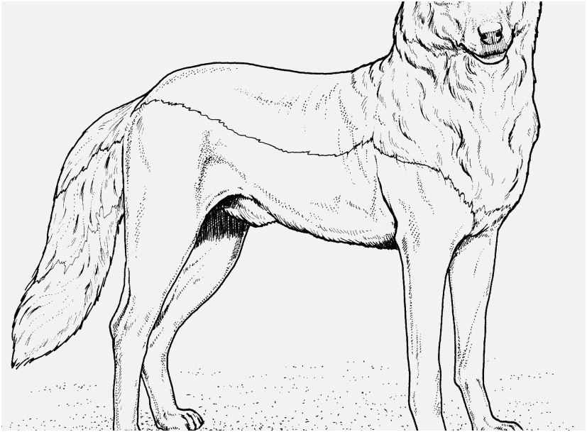 827x609 Realistic Fox Coloring Pages Portraits Realistic Wolf Drawing Step