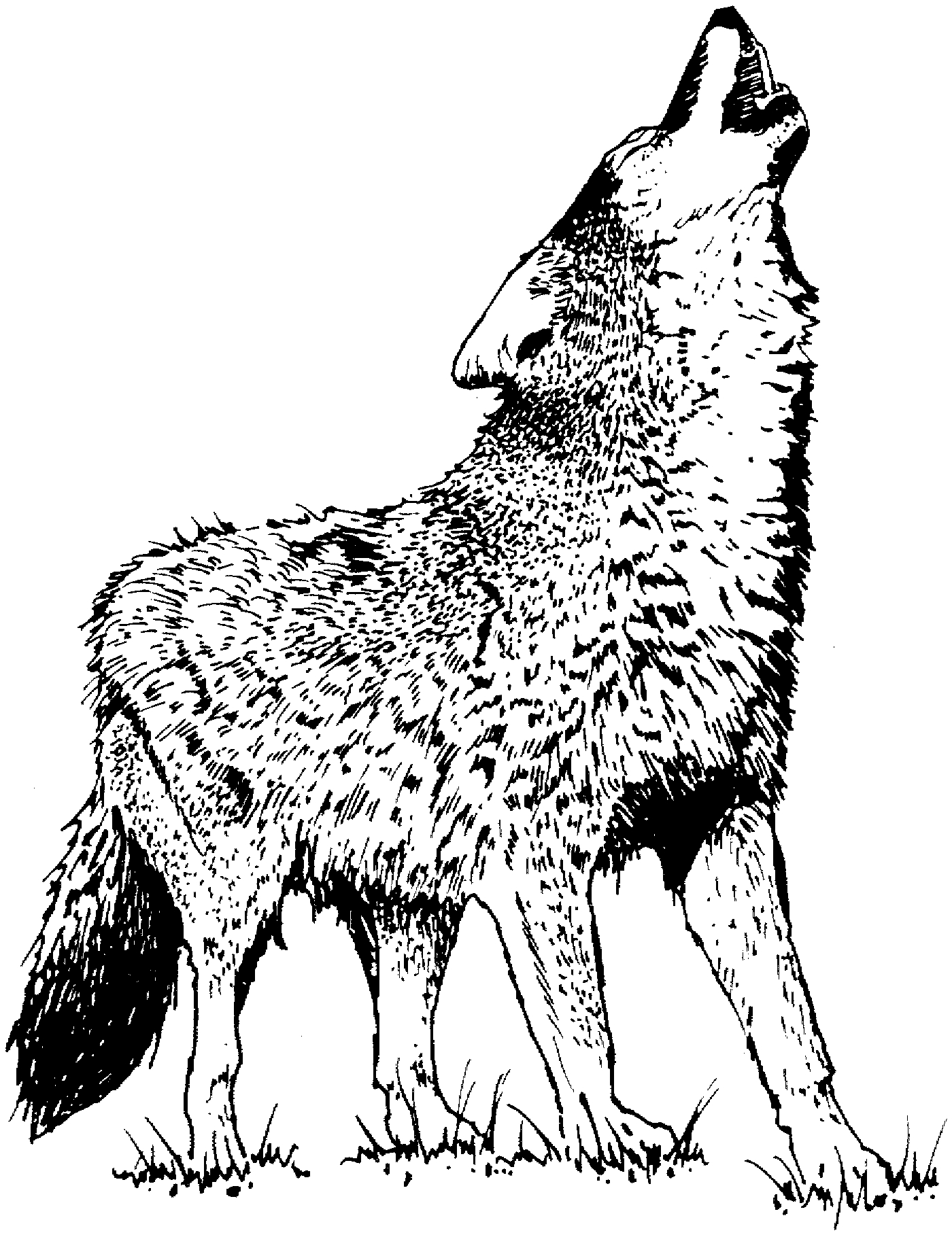 1400x1817 Wolf Coloring Pages Realistic Collection