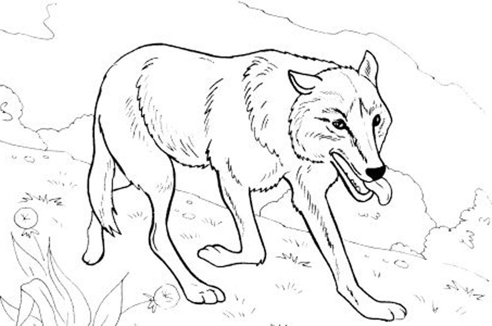 1000x662 Realistic Wolf Coloring Pages Hard