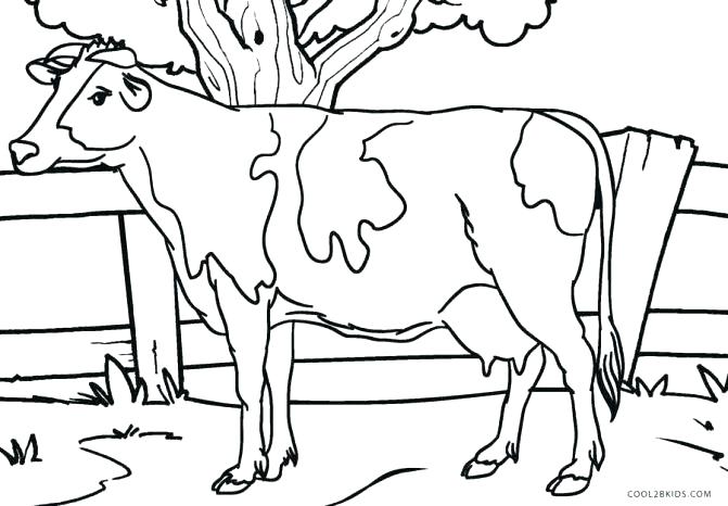 Cow Coloring Page 671x466 Cow Coloring Page