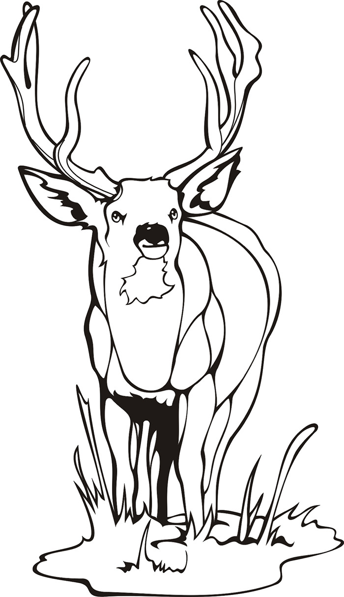 White Tailed Deer Coloring Pages 700x1212 White Tailed Deer Coloring Pages