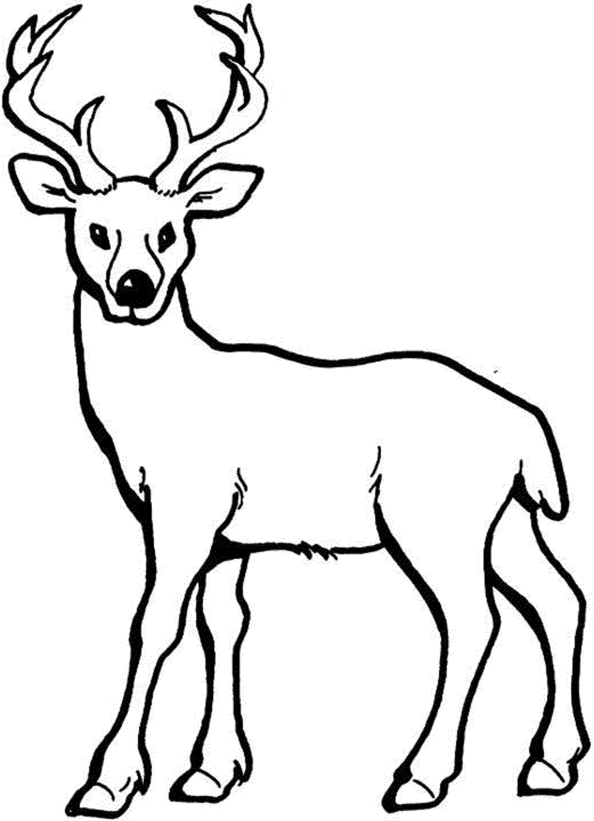 Realistic Deer Coloring Pages 2000x2764 Realistic Deer Coloring Pages