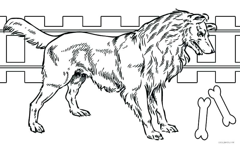 800x485 Realistic Dog Coloring Pages Puppy Coloring Page Realistic Dog
