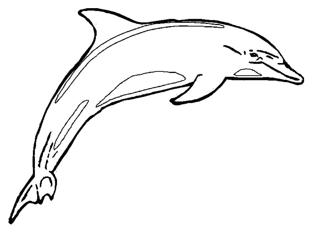 1024x768 Dolphin Coloring Pages Bebo Pandco