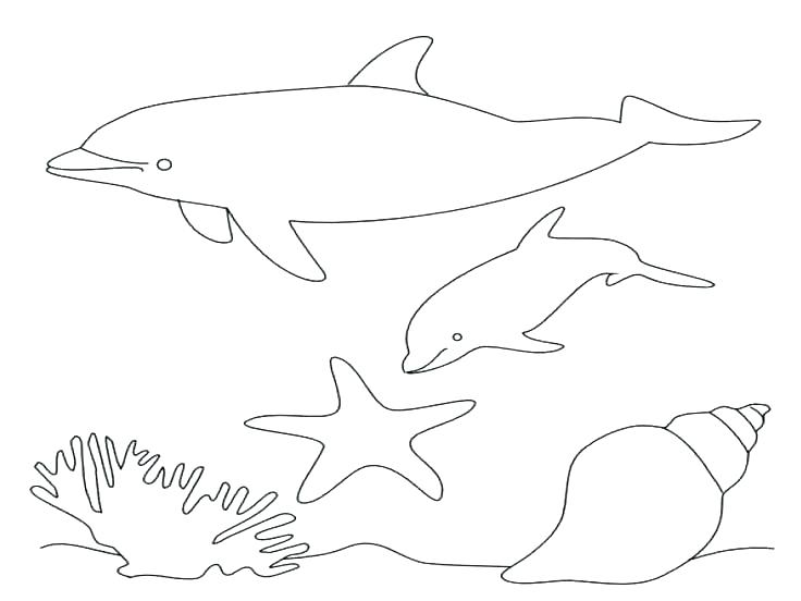 736x552 Dolphin Coloring Pages Dolphin Facts And Information Dolphin