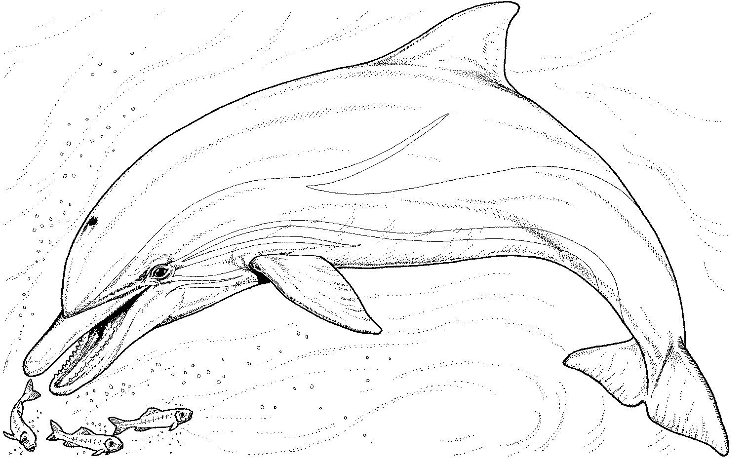 1513x938 Realistic Dolphin Coloring Pages