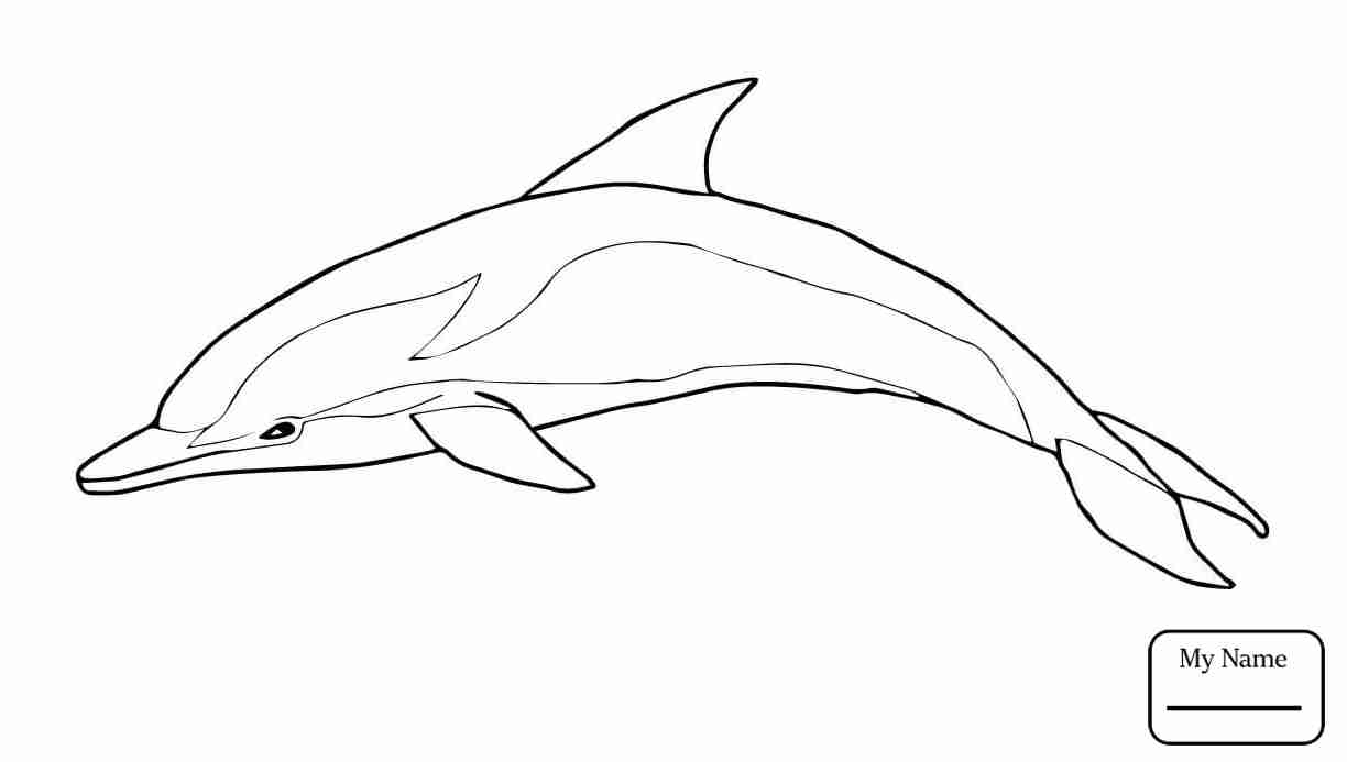 1224x693 Realistic Dolphin Coloring Pages Underwater Coloringstar New