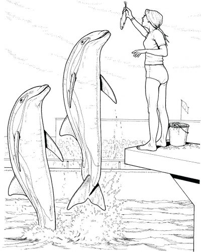 416x500 Coloring Pages ~ Dolphin Coloring Page Pages Dolphins