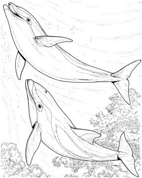 287x360 Two Dolphin Coloring Page.gif Pixels Como Hacer Puntadas