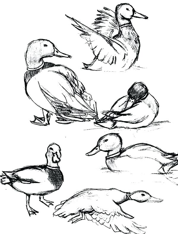 600x790 Mallard Coloring Page How To Draw Mallard Duck Coloring Pages