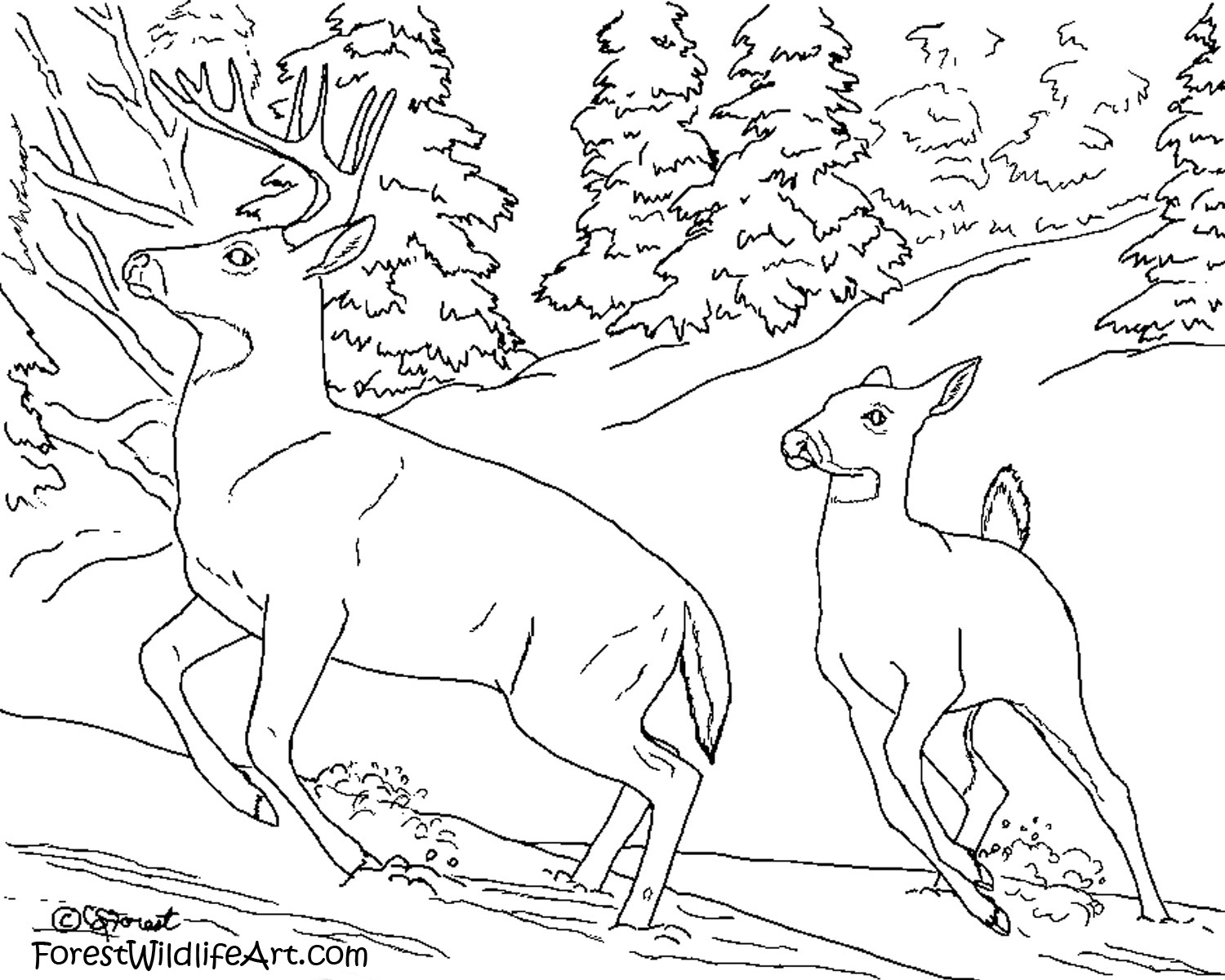 1500x1200 Pics Of Hunting Scene Coloring Pages Farm Realistic Deer Pages Adult