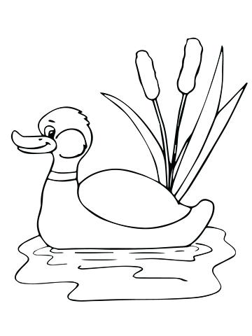 360x480 Mallard Duck Coloring Page