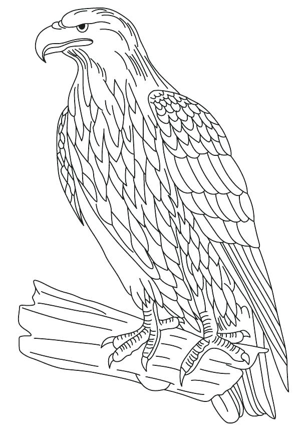 Bald Eagle Coloring Sheet S Bald Eagle Coloring Page Free 613x860 Bald Eagle Coloring Sheet S Bald Eagle Coloring Page Free
