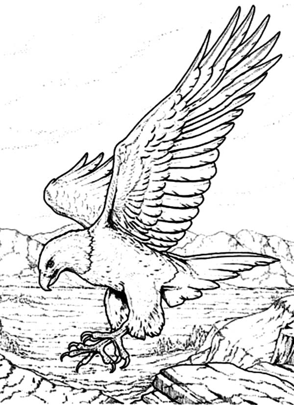 Bald Eagle With Sharp Claws Coloring Page 600x826 Bald Eagle With Sharp Claws Coloring Page