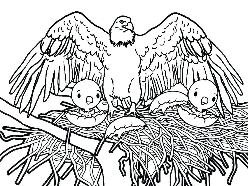 Coloring Pages Of Eagles Coloring Pages Eagles Printable Bald 850x638 Coloring Pages Of Eagles Coloring Pages Eagles Printable Bald