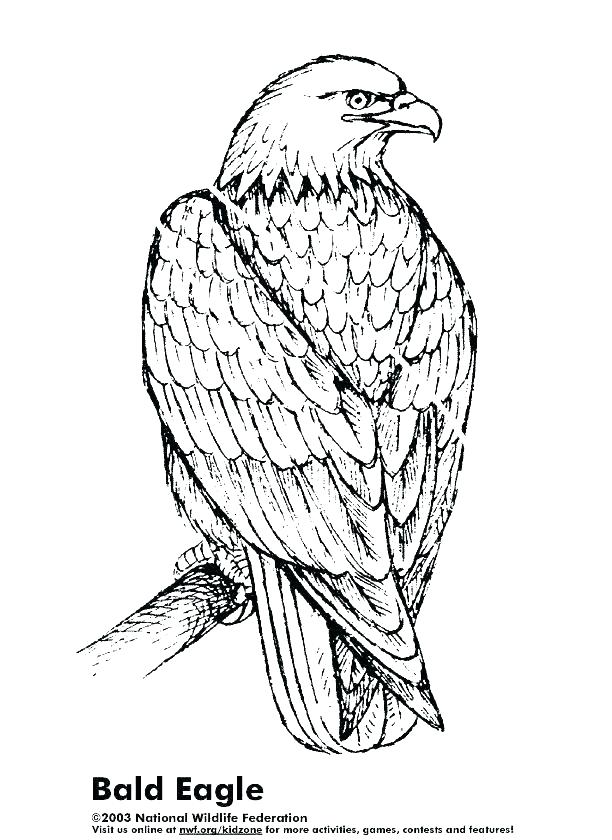 Bald Eagle Coloring Page Icontent 612x840 Bald Eagle Coloring Page Icontent