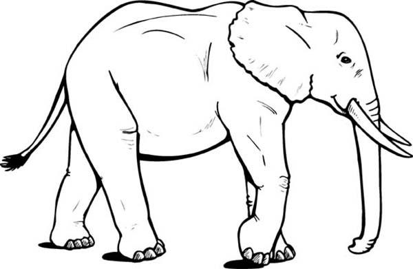 600x391 Elephant Coloring Page