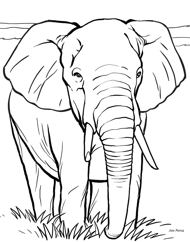 662x842 Elephant Coloring Page Lovely Elephants Coloring Pages Realistic