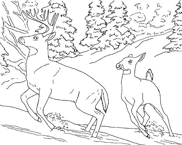 600x480 Realistic Animal Coloring Pages Wild Animals Coloring Pages Print