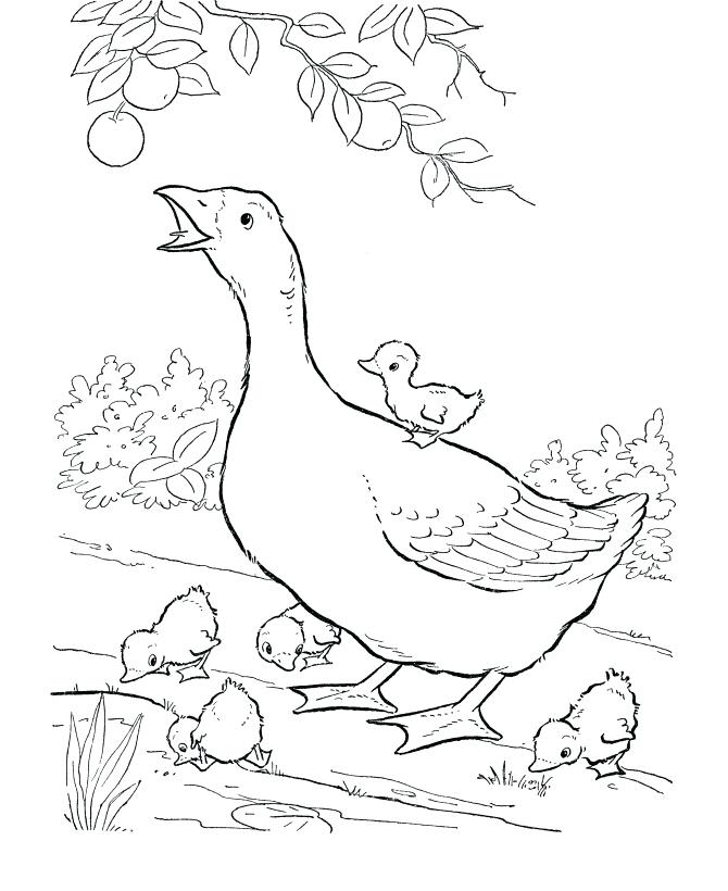 670x820 Baby Farm Animals Coloring Pages Animal Coloring Pages Unique Baby