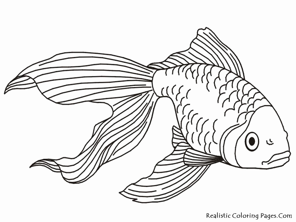 Realistic Coloring Pages Beautiful Tropical Fish Coloring Pages 1024x768 Realistic Coloring Pages Beautiful Tropical Fish Coloring Pages