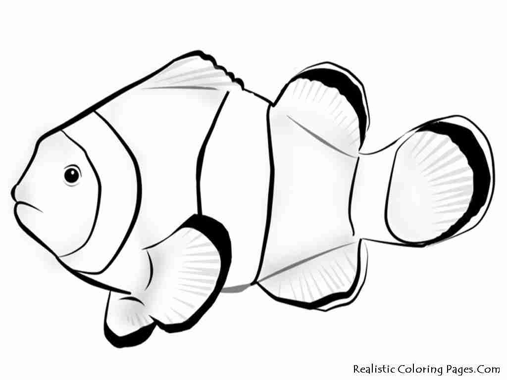 Realistic Fish Coloring Pages Wallpaper Download Cucumberpress Com 1024x768 Realistic Fish Coloring Pages Wallpaper Download Cucumberpress Com