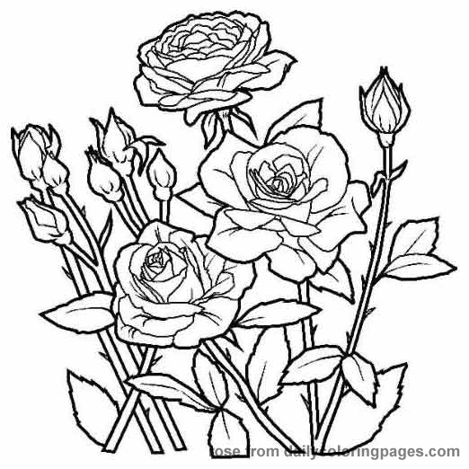 Realistic Flower Coloring Pages 14 522x522 Realistic Flower Coloring Pages 14