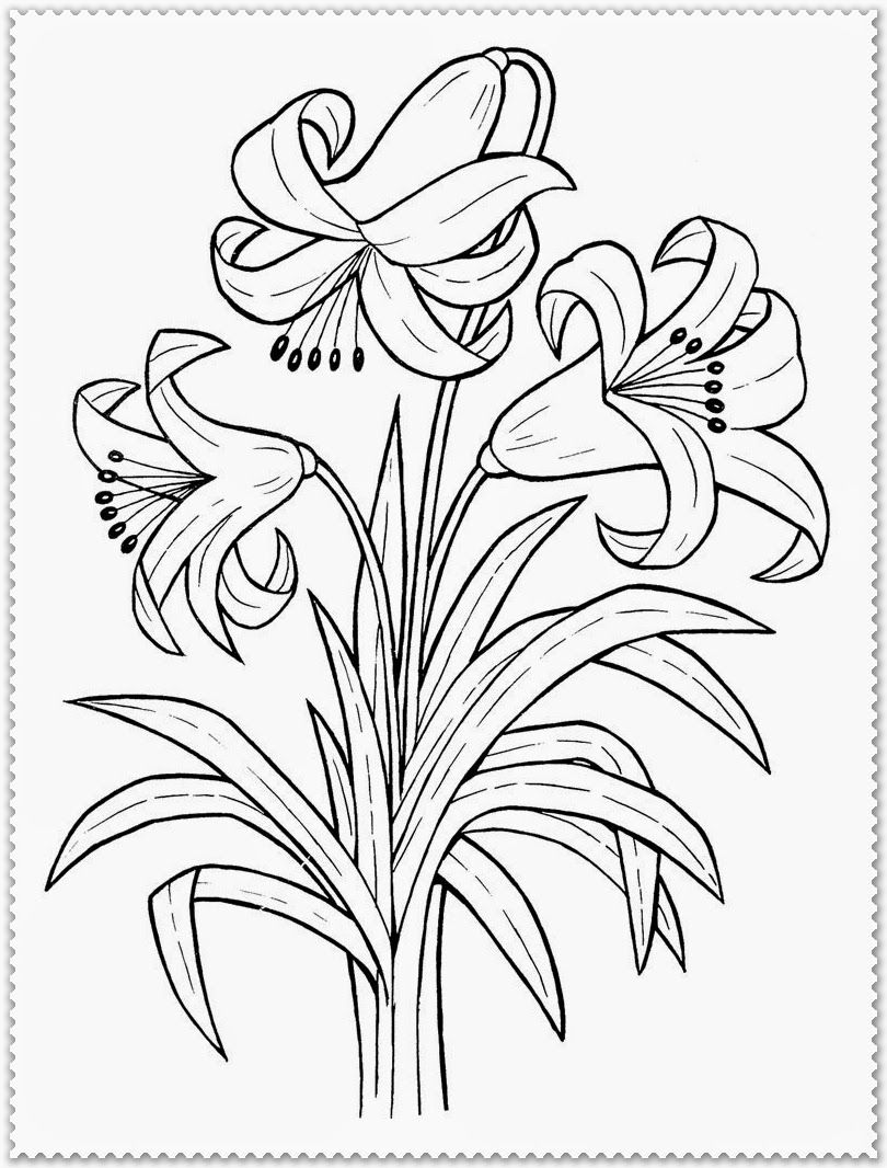 Realistic Flower Coloring Pages 8 810x1066 Realistic Flower Coloring Pages 8