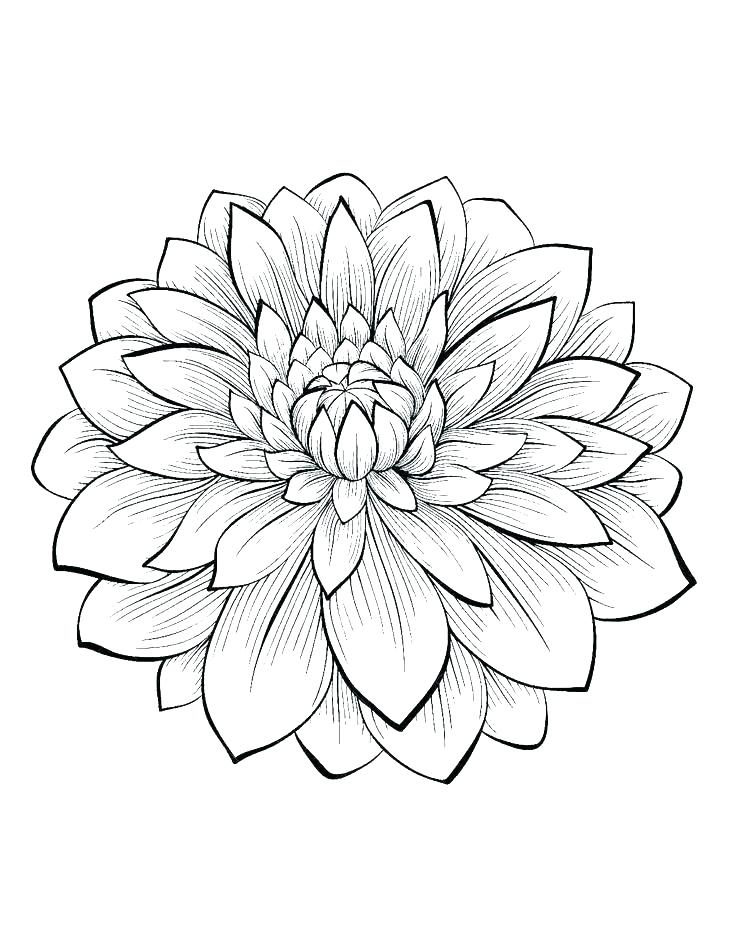 Realistic Flower Coloring Pages Free Printable Coloring Image 736x950 Realistic Flower Coloring Pages Free Printable Coloring Image