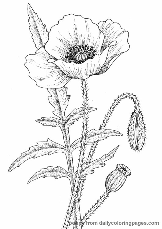 Realistic Flower Coloring Pages Inofations For Your Design 531x750 Realistic Flower Coloring Pages Inofations For Your Design