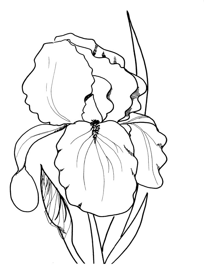 Realistic Flower Coloring Pages Page Image Clipart Images 700x906 Realistic Flower Coloring Pages Page Image Clipart Images