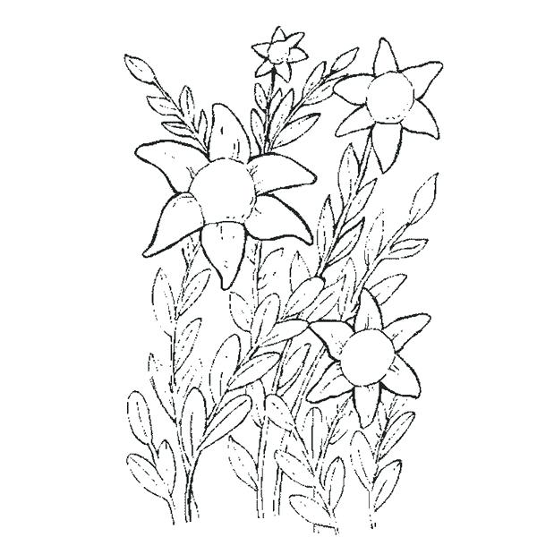 Realistic Flower Coloring Pages Realistic Flower Coloring Pages 600x600 Realistic Flower Coloring Pages Realistic Flower Coloring Pages