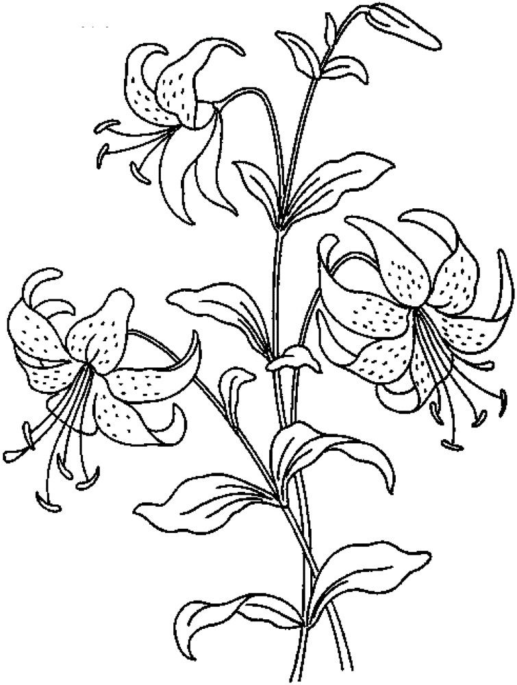 Realistic Flowers Coloring Pages Print Coloring Pages To Print 755x1000 Realistic Flowers Coloring Pages Print Coloring Pages To Print