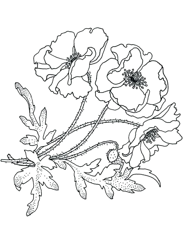 Flower Coloring Pages To Print 750x1000 Flower Coloring Pages To Print