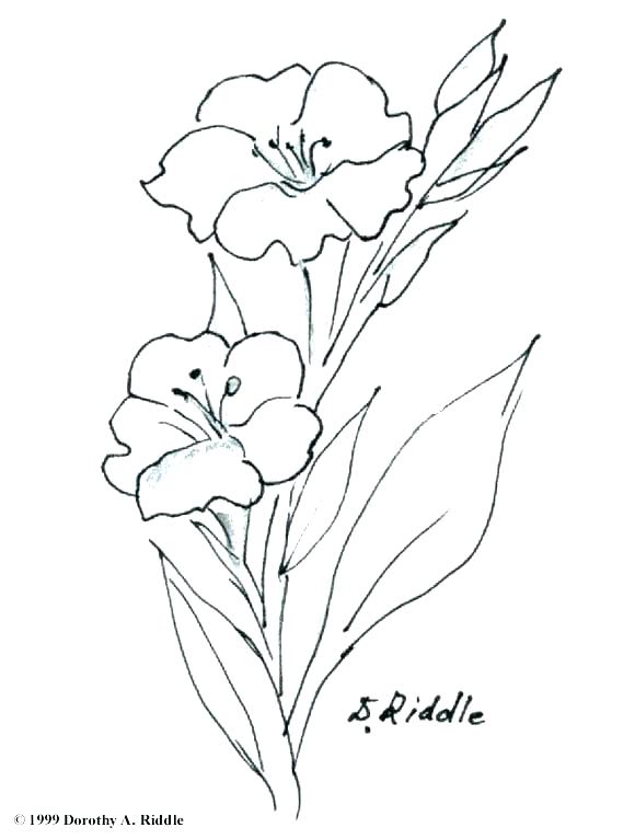 Realistic Flower Coloring Pages 580x766 Realistic Flower Coloring Pages