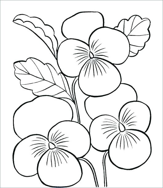 Flower Coloring Pages Printable Free Coloring Pages Flowers 530x613 Flower Coloring Pages Printable Free Coloring Pages Flowers