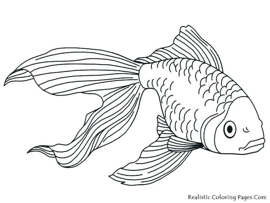 878x659 Realistic Coloring Pages Realistic Flower Coloring Pages Realistic