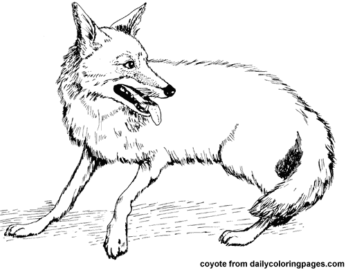 Coyotes Animal Coloring Pages 500x391 Coyotes Animal Coloring Pages