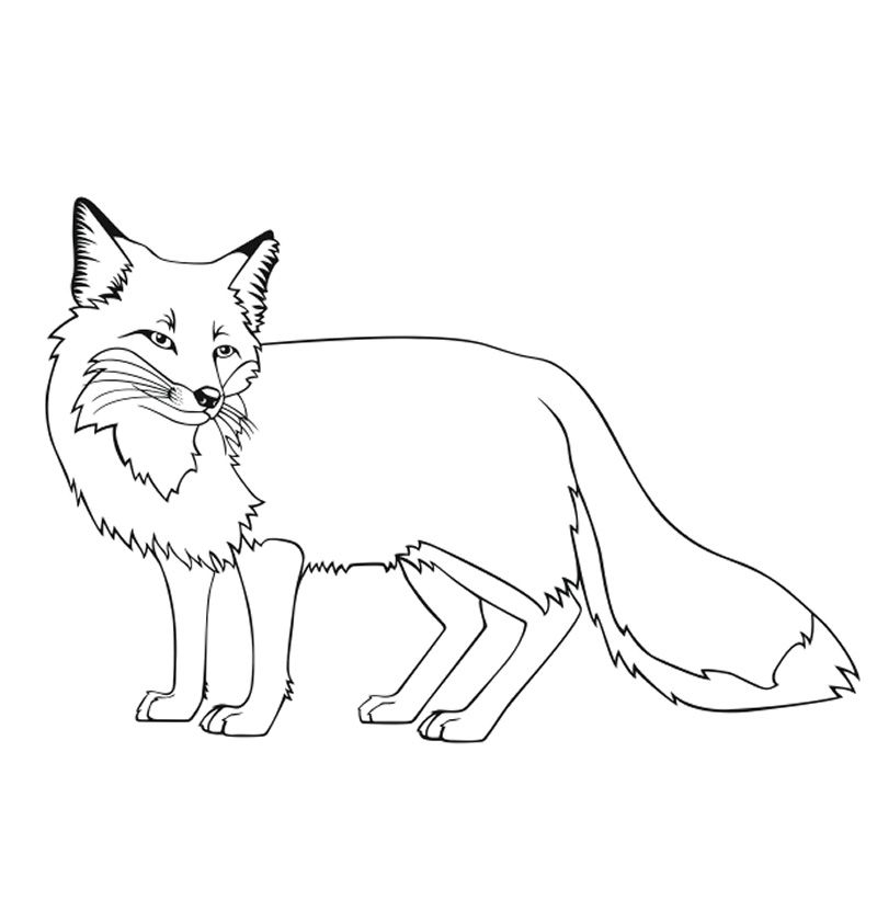 Fox Coloring Pages Free Printable Fun Time 800x821 Fox Coloring Pages Free Printable Fun Time