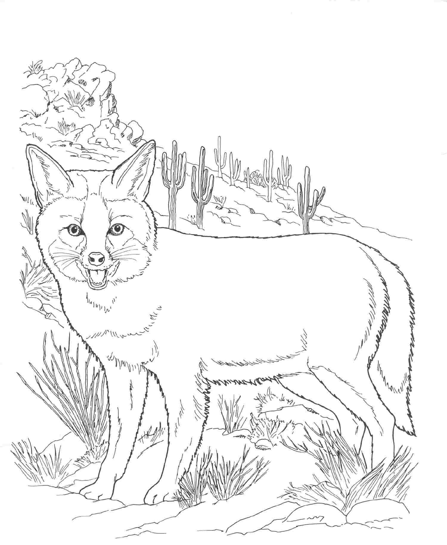 Wildlife Coloring Pages 10 Fun Time 1500x1828 Wildlife Coloring Pages 10 Fun Time