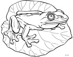 Frogs Coloring Pages Coloring Pages Frogs 236x185 Frogs Coloring Pages Coloring Pages Frogs