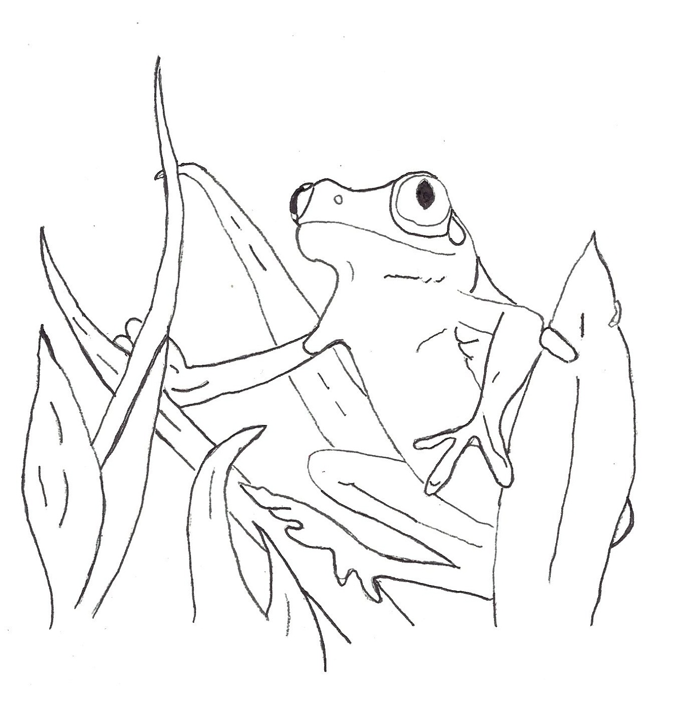 Realistic Frog Coloring Pages 1348x1400 Realistic Frog Coloring Pages